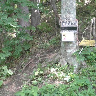 登山口
林道から登山道に変わります。