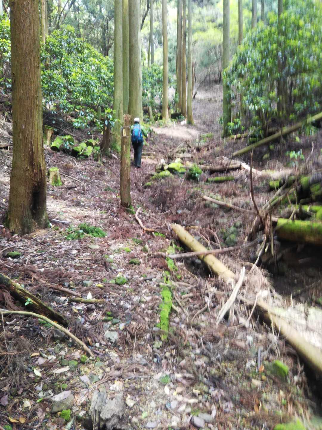 西の嶽-華山 往復コースの写真