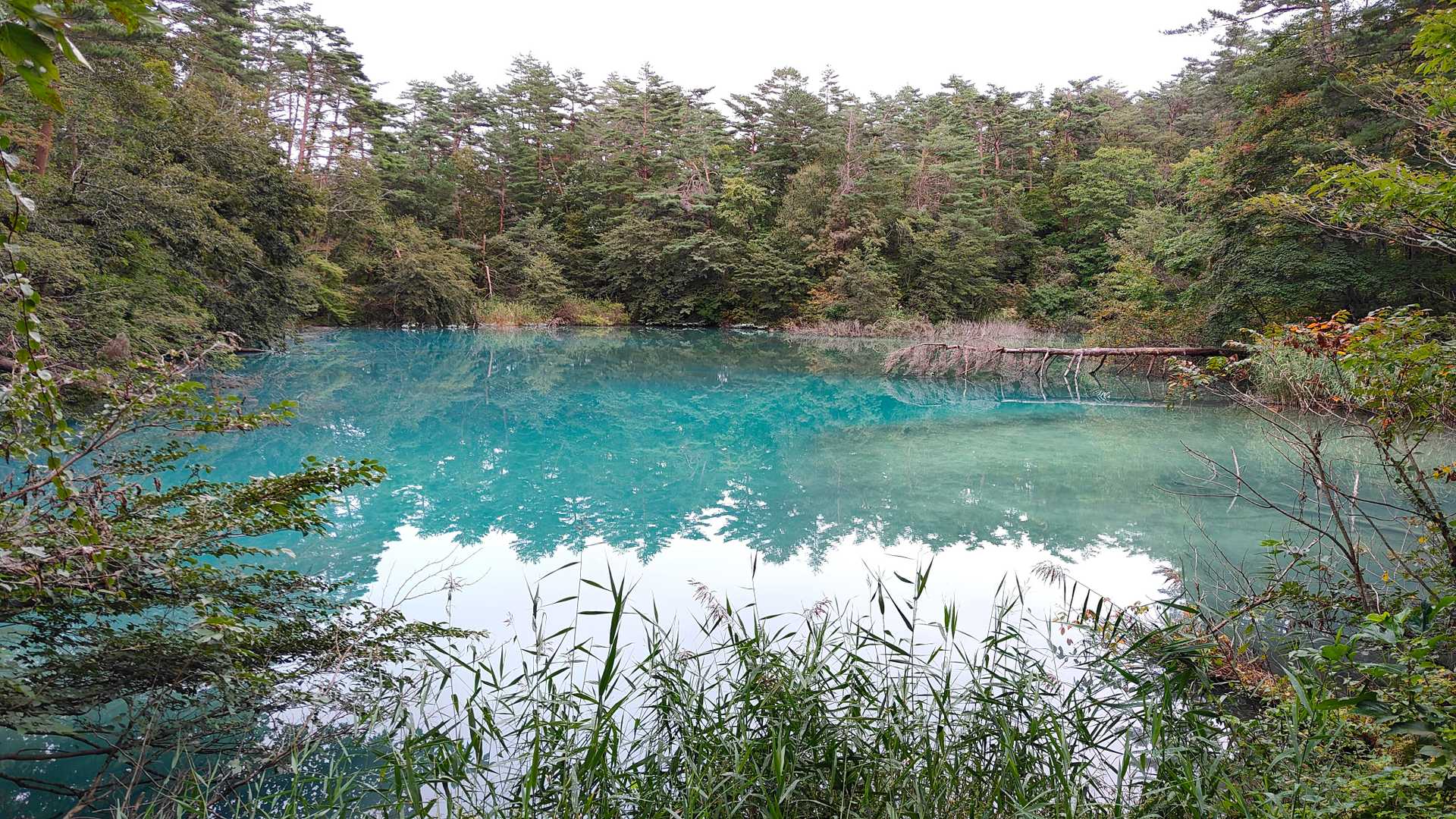 柳沼