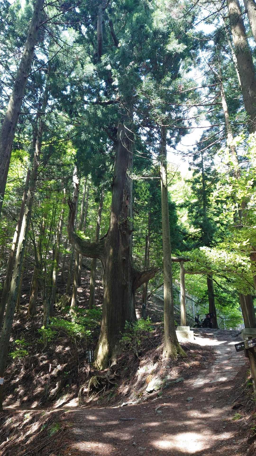 天狗のこしかけ杉を右のコースへ
