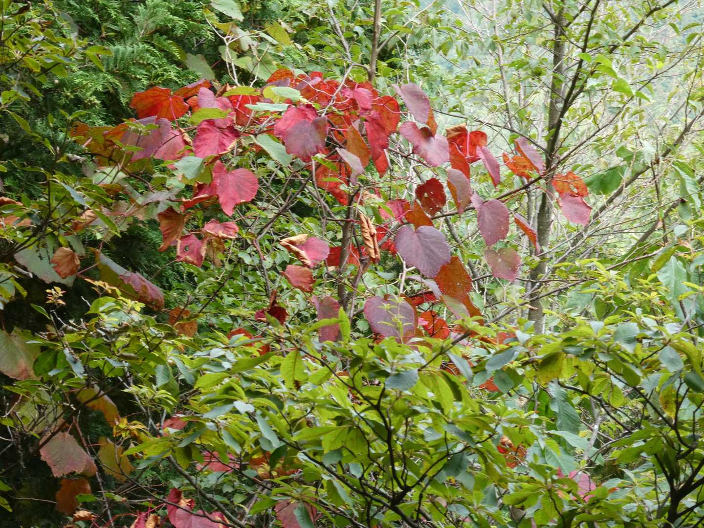 山ぶどうの紅葉