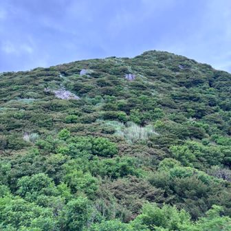 ヤマボウシはチラホラ。今年は遅めみたい