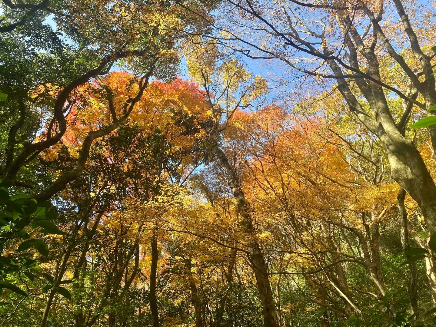 上野登山口-福智山-上野越・福智山分岐 周回コースの写真