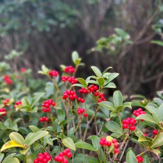 ミヤマキリシマの実🔴