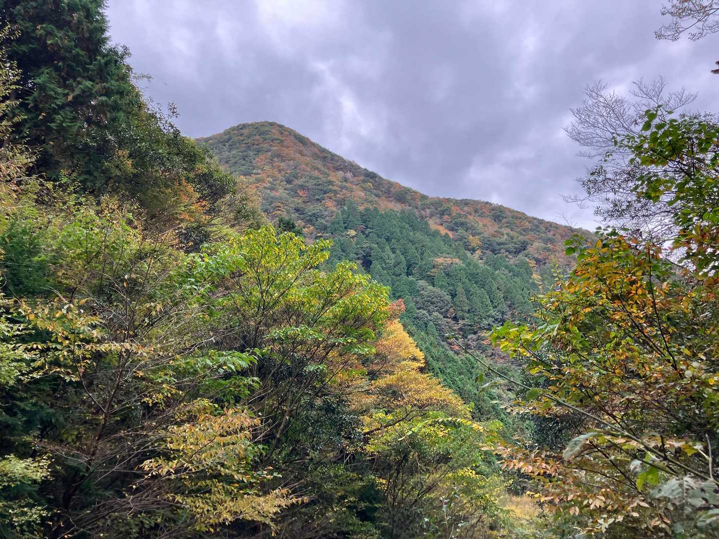 ほー色づいてるやーん🍁