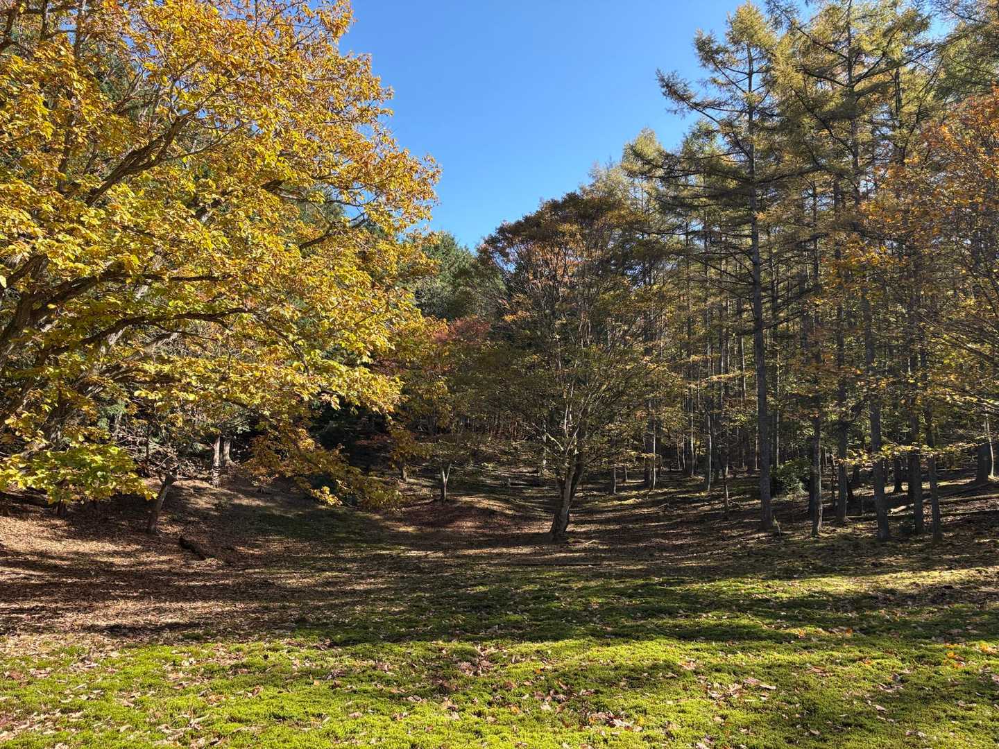 名郷バス停-鳥首峠-天神山-ウノタワ 往復コースの写真