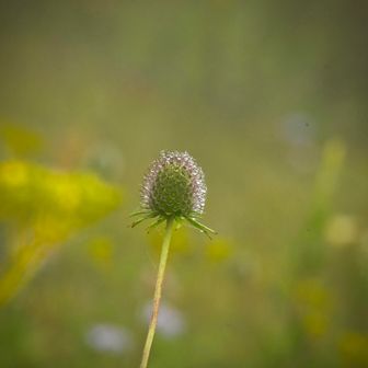 マツムシソウも露露
