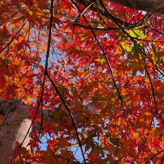 つつじ仙崎自然公園に戻って来ました
🍁🍁🍁🍁🍁
春にはフジツツジが咲くらしい
ツツジ園からのルートは道が有るような無いような🙄