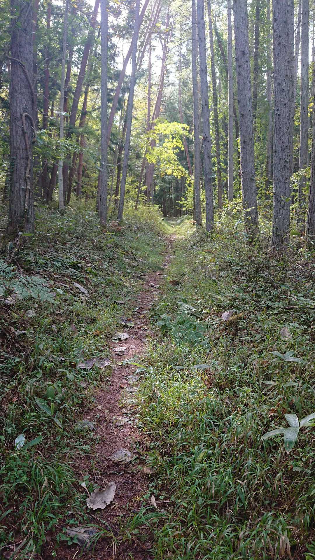 斎藤山 往復コースの写真