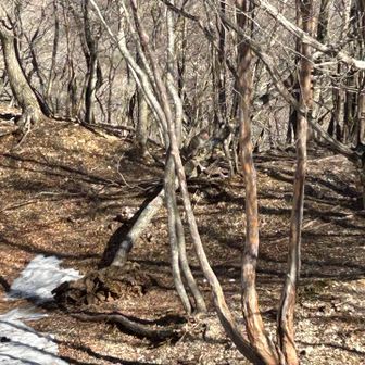 🐒がいました！子猿もいたし
