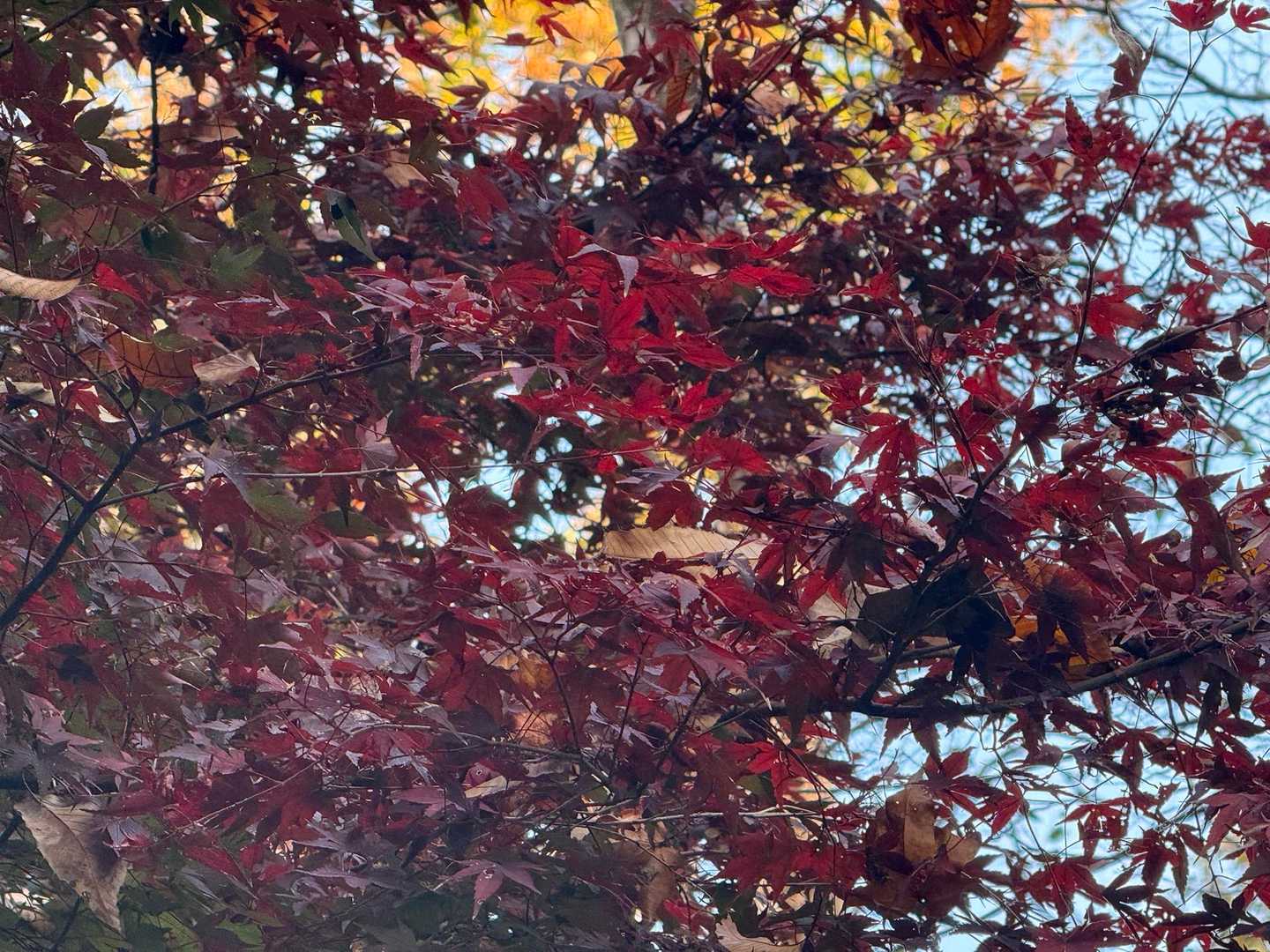 🍁