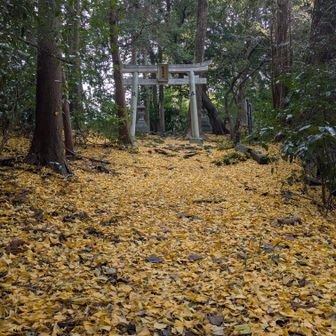 銀杏、全部散ってたけどキレイ