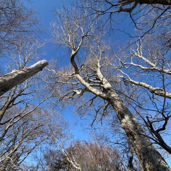 脊梁の木々が好き😍