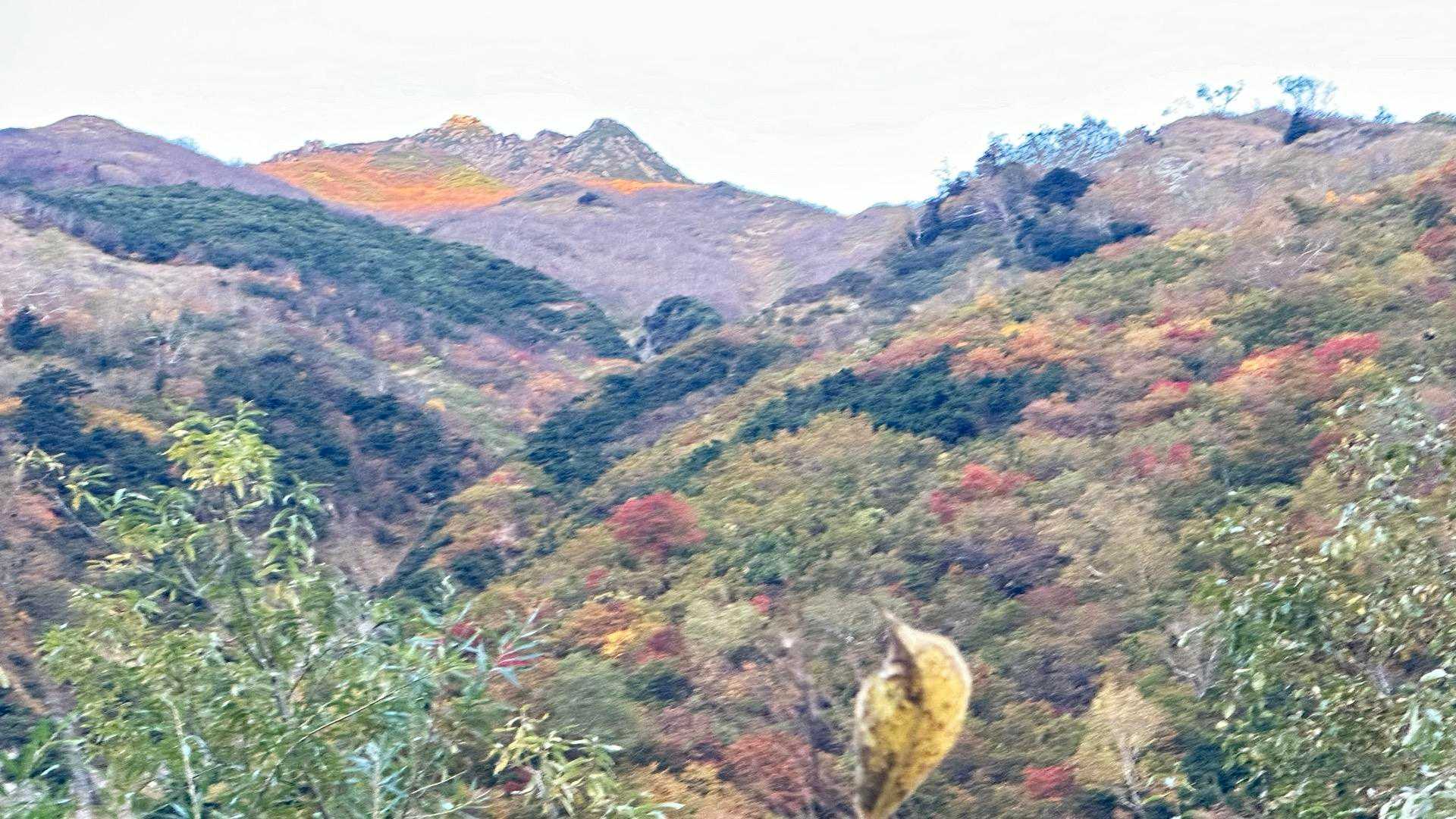 紅葉1️⃣