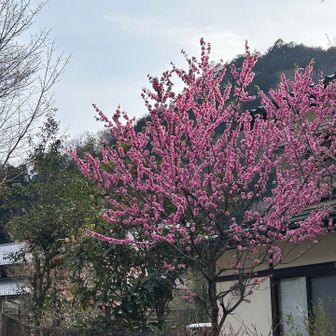 はなもも咲いてる