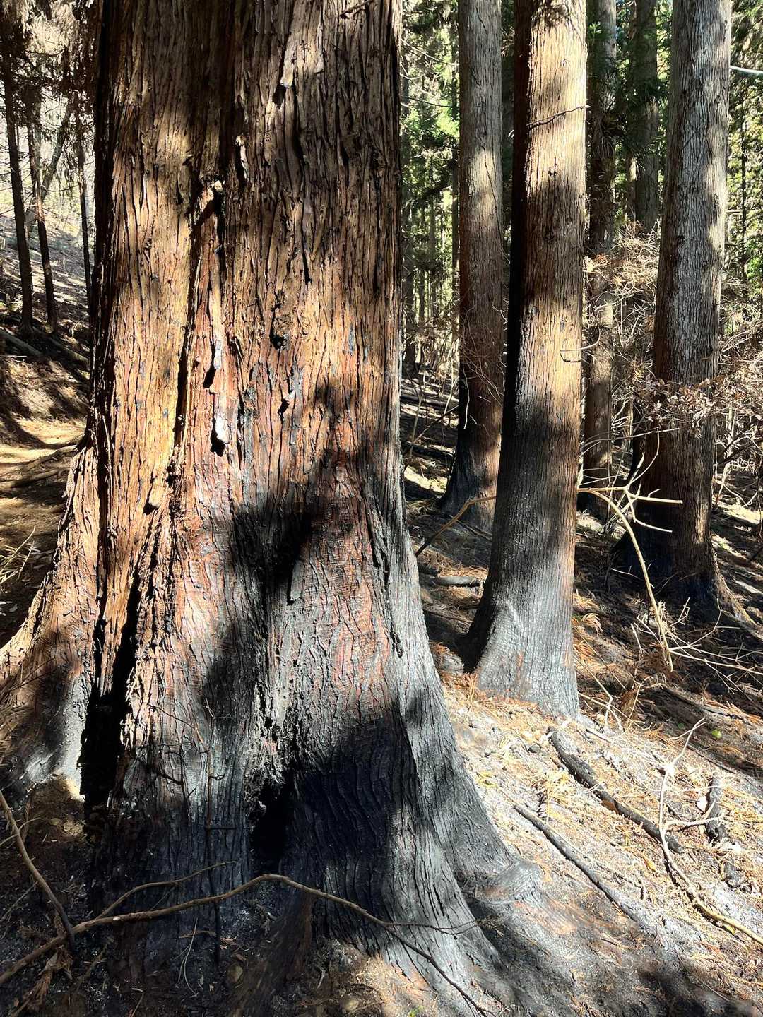 扇山 往復コースの写真