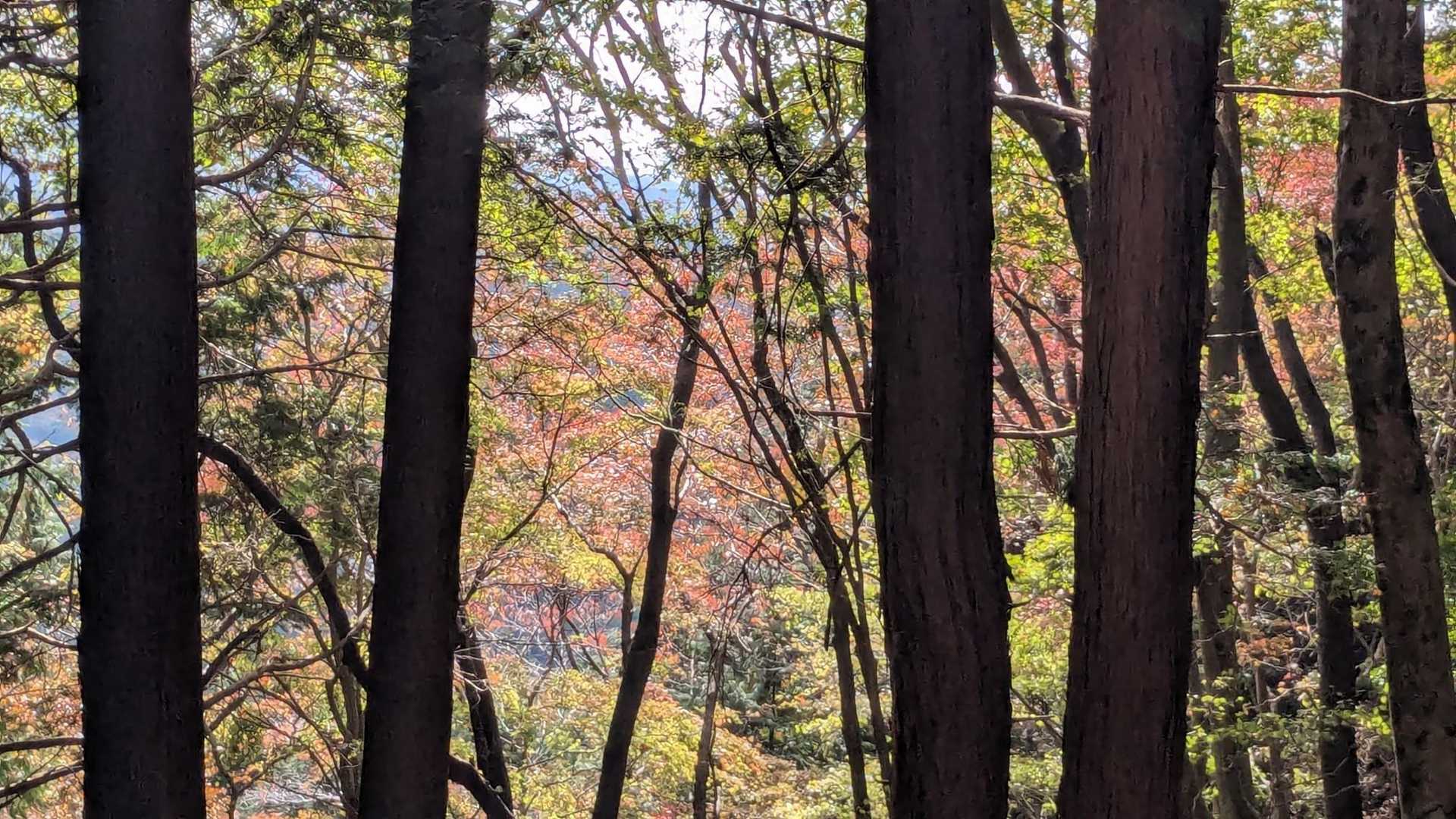竪破山登山道入口-黒前神社二の鳥居-竪破山登山口-黒前神社 往復コースの写真