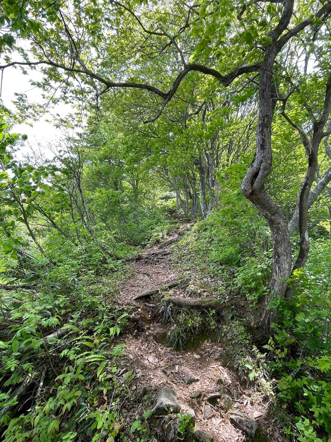 負釣山 往復コースの写真