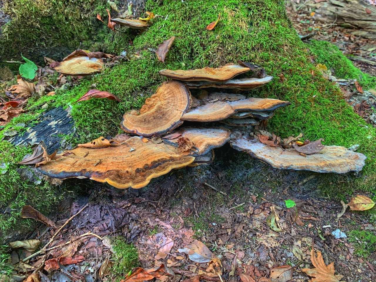 天狗棚-1200高地 往復コースの写真