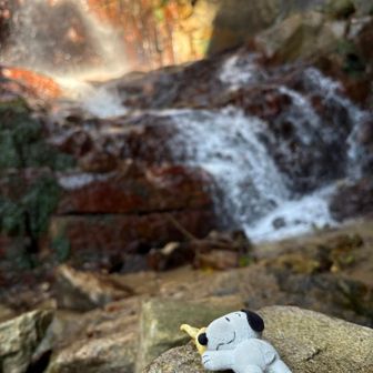 山には何時もbちゃんを連れてます。
basserさんの好きだったバナナチップ🍌と。