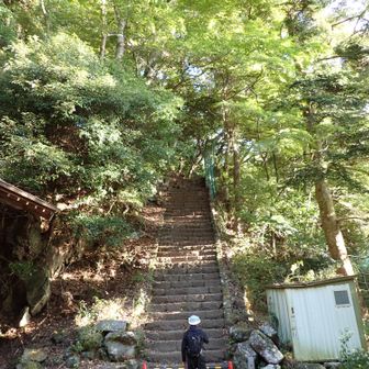 蜂の被害があったようで、男坂は通行止めでした