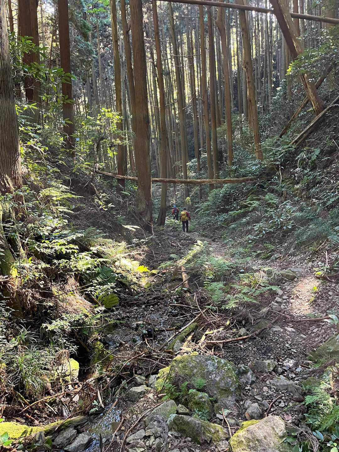 ちょっと荒れ気味の道を歩きます🐾