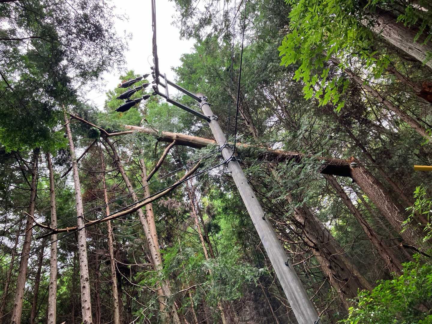 ピストンで下山。
もうちょっとで電柱に当たりそうな倒木😨