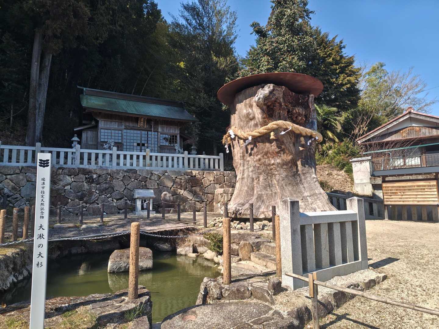 台風で根こそぎ倒れるも
町民によって再生された大杉