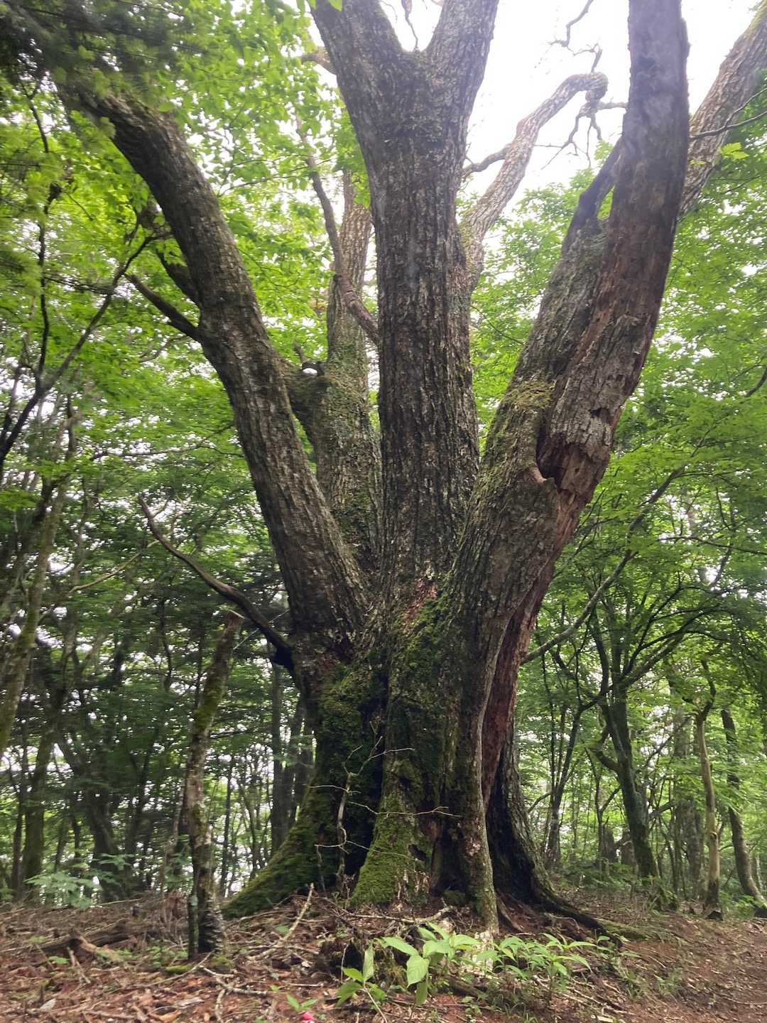 道坂隧道入口バス停-道坂峠-今倉山-松山 周回コースの写真
