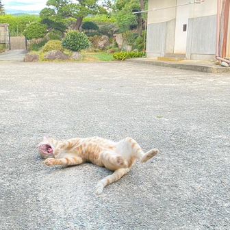 そったろう@ネコ