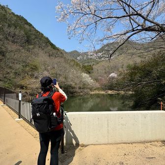 松尾池✨桜との相性が素晴らしい🌸