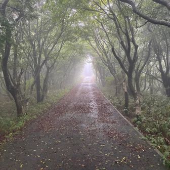 霧に包まれた散歩道。