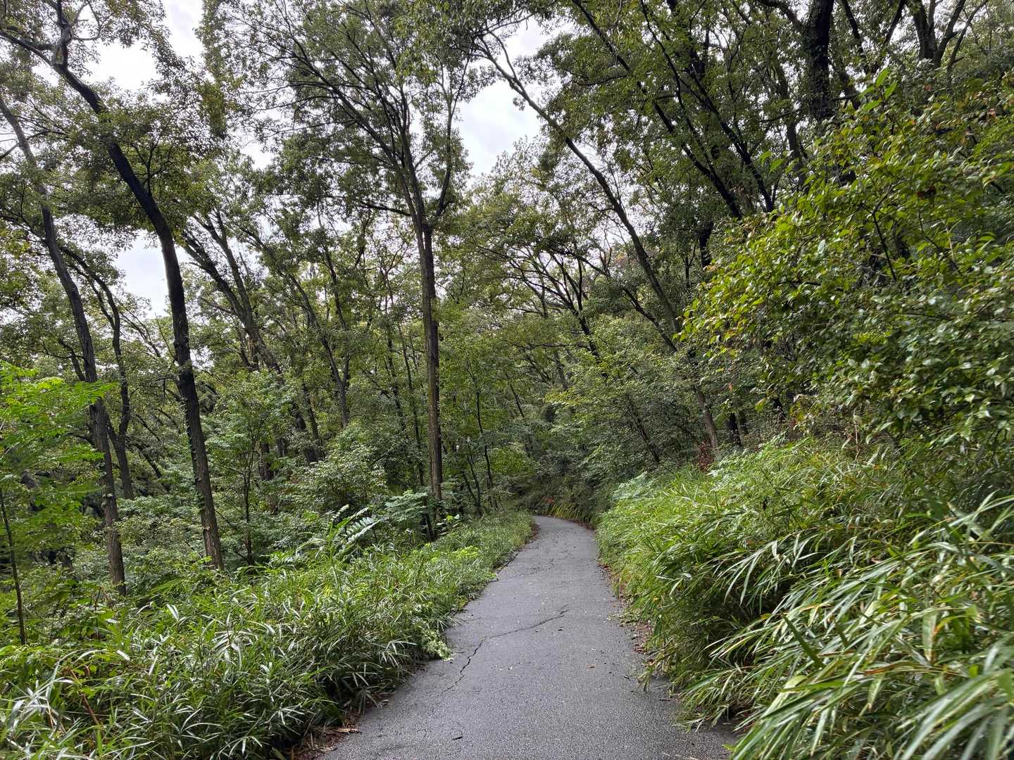 登山というか舗装路を傘さして歩く🚶☂️