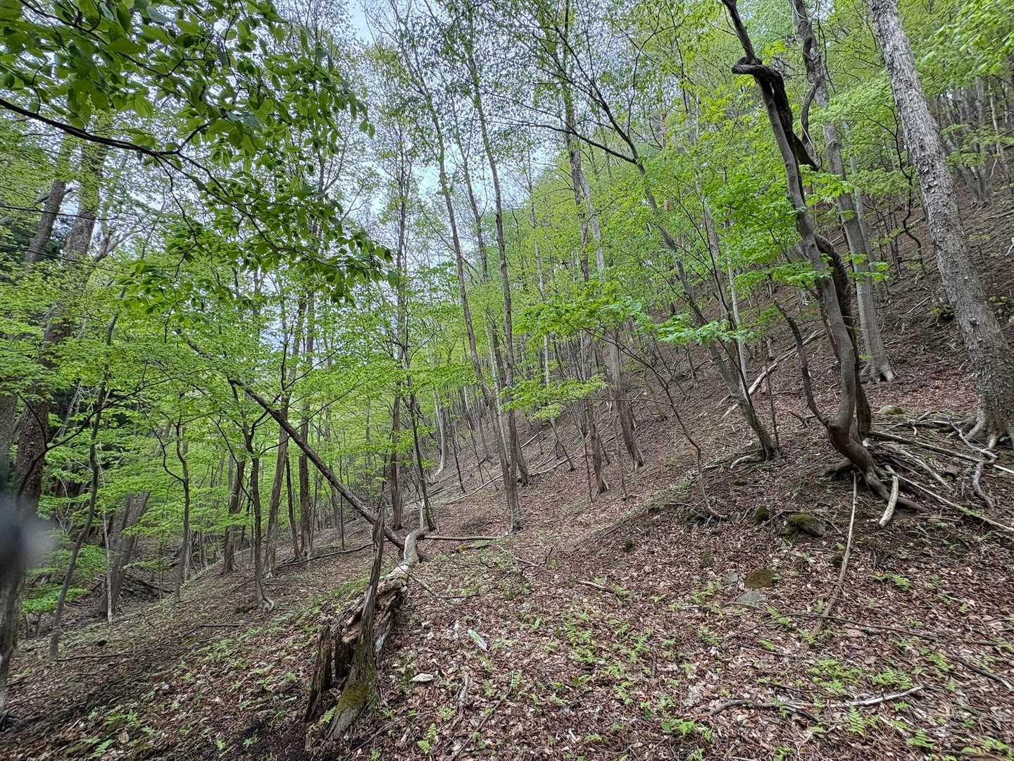 権太倉山風穴登山口-権太倉山-隈戸川源流登山口 縦走コースの写真