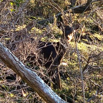 鹿さんにめっちゃ見られてた🦌