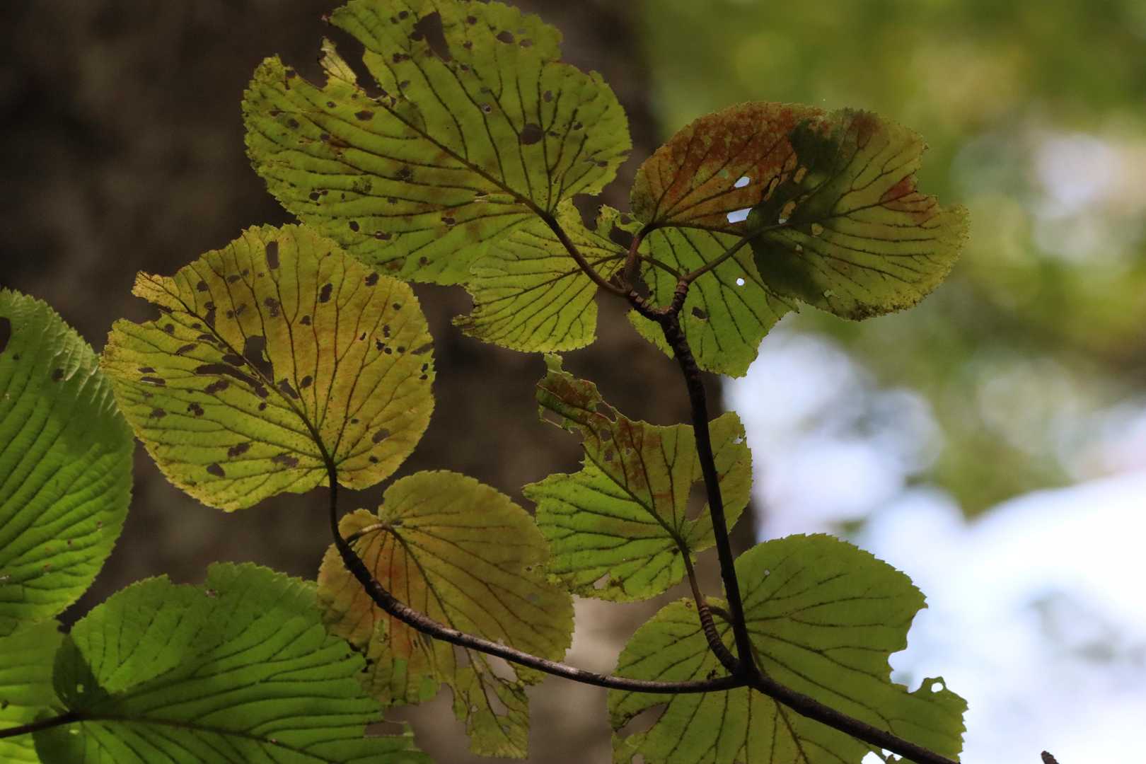 荒山高原登山口-荒山高原-荒山 周回コースの写真