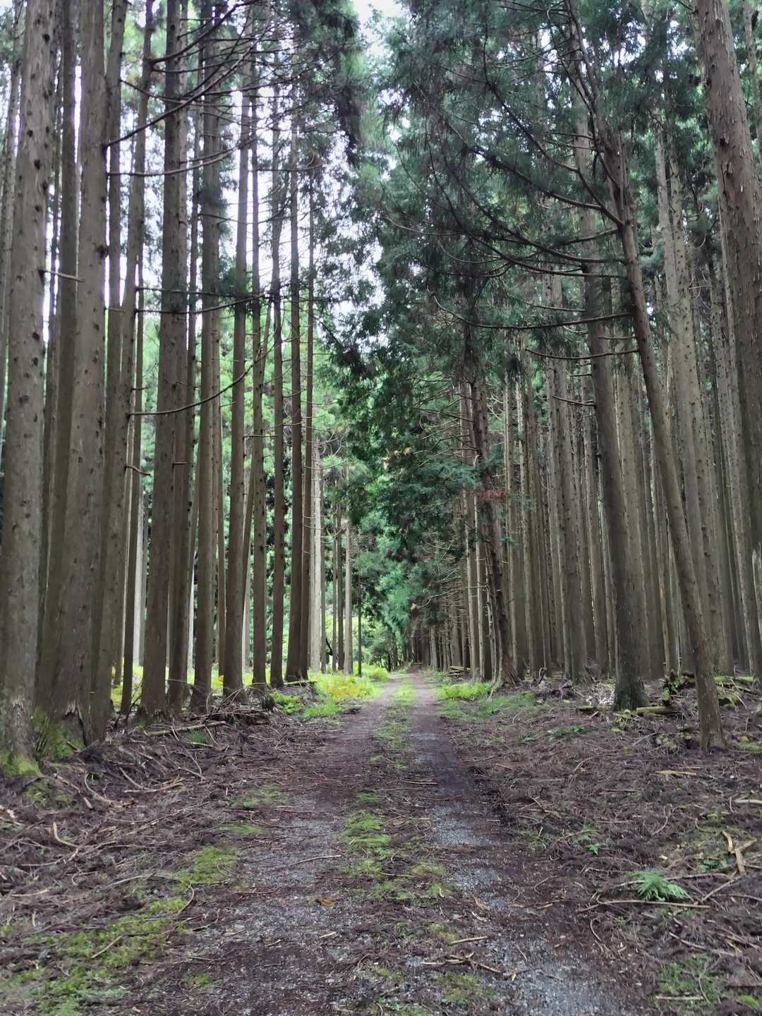 安心の林道歩き。