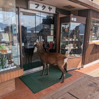 こんにちは〜
すみませ〜ん、開けてくださ〜い🦌