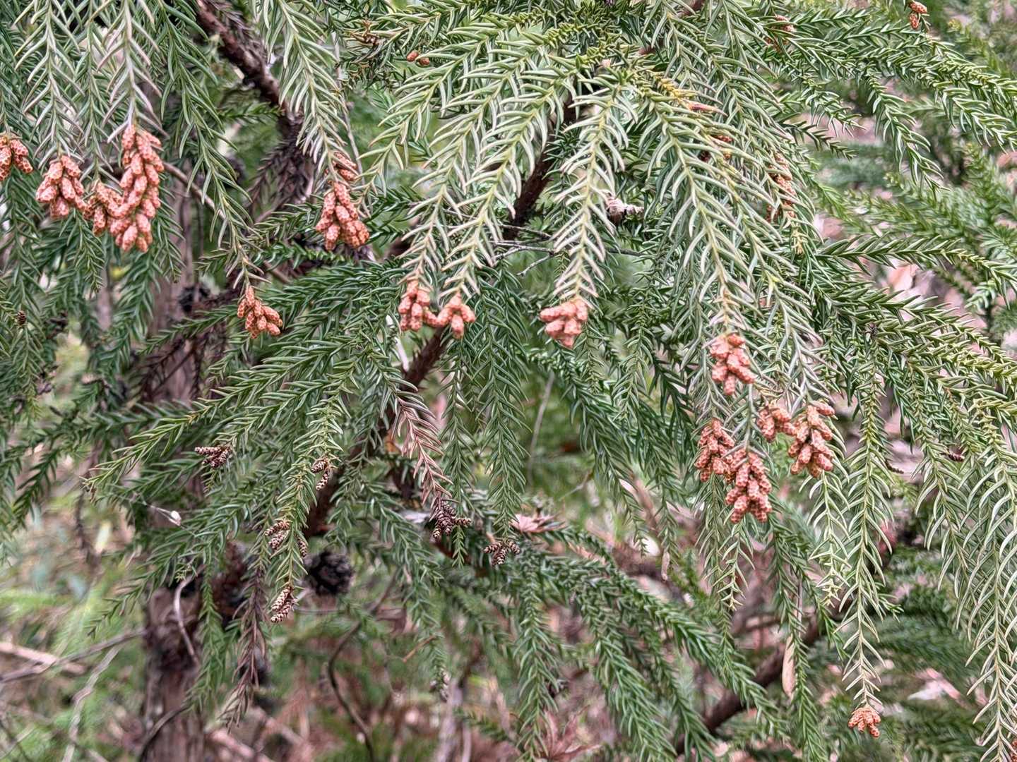 あ！イヤなモノを見てしまった🫢
スギの雄花ですね🌲

先日ニュースで、
「奈良、大阪の杉の雄花の数は去年の３倍です」って言ってました😭