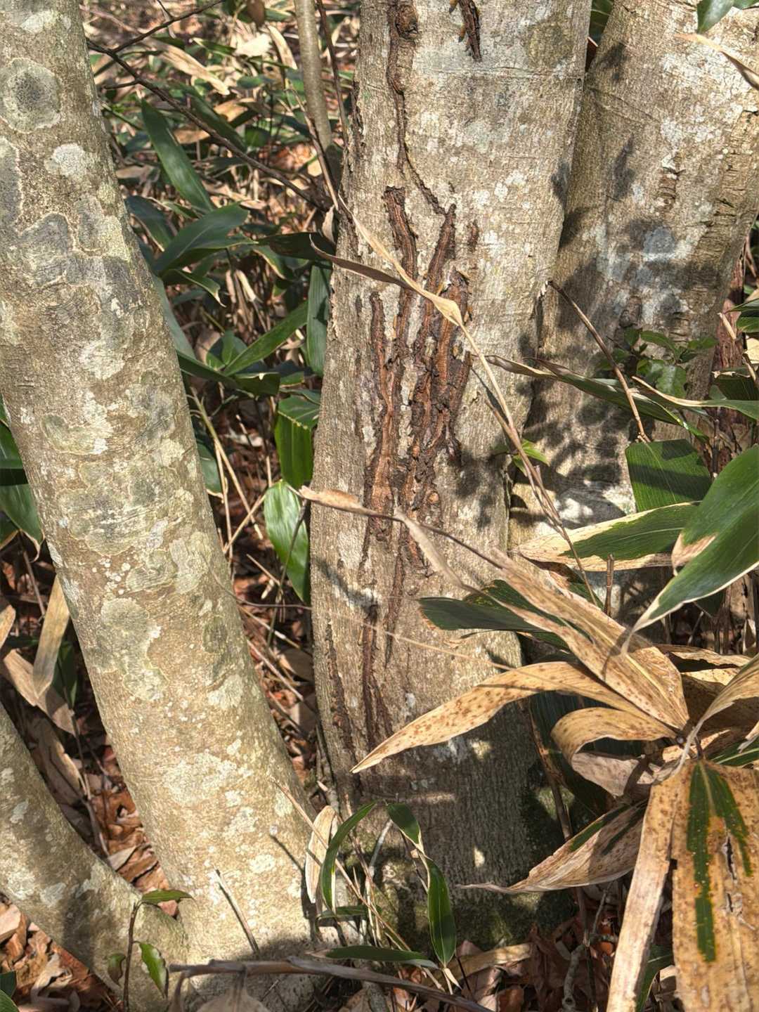熊🐻の爪跡かな⁉️😱〜