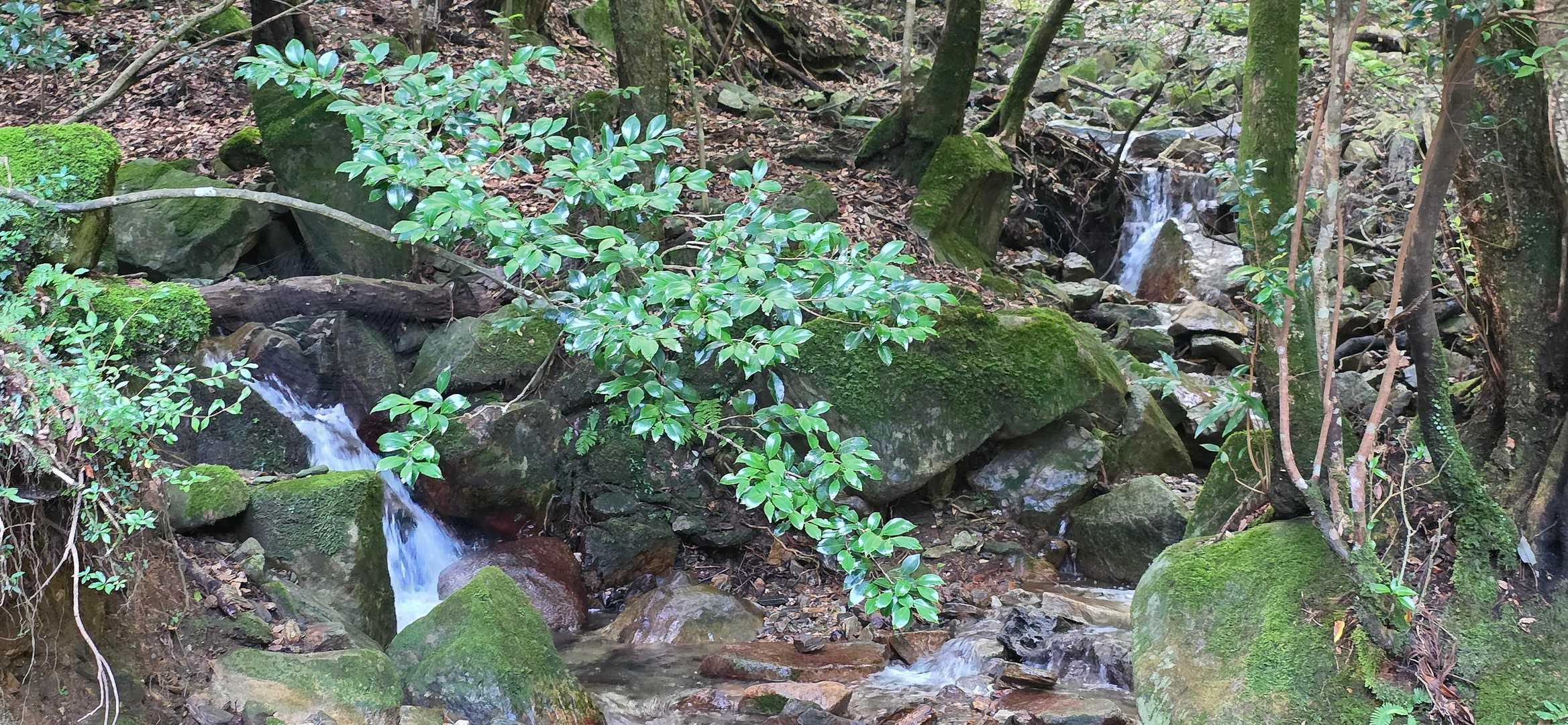 古処山登山口-古処山 往復コースの写真