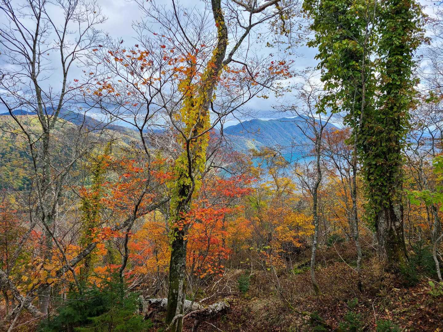 🍁は少しだけ