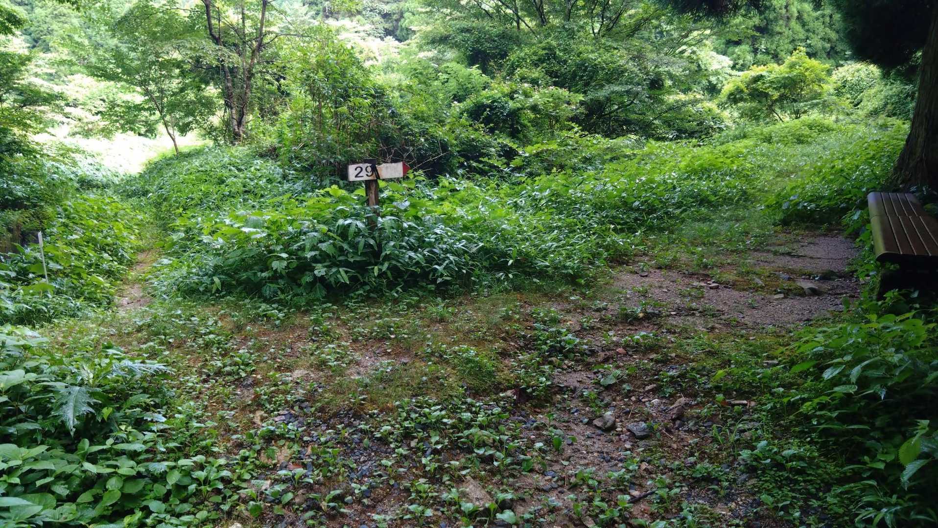 右にも行けるようだけど、蛤水道沿いならまだまだ真っ直ぐ

※この先、朝露等でズボンはずぶ濡れになります。濡れたくない人はここで戻りましょう。
