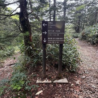 分岐
左は志賀山、裏志賀山
右は大沼池。今回は右👉