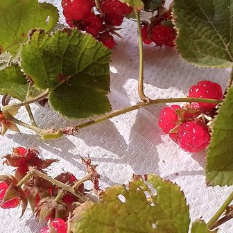 ymsn師匠が冬イチゴを摘んできてくれた(秒の速業🤣休憩所裏手に、た～くさん実っているらしいのです)……ほんのり甘い😋