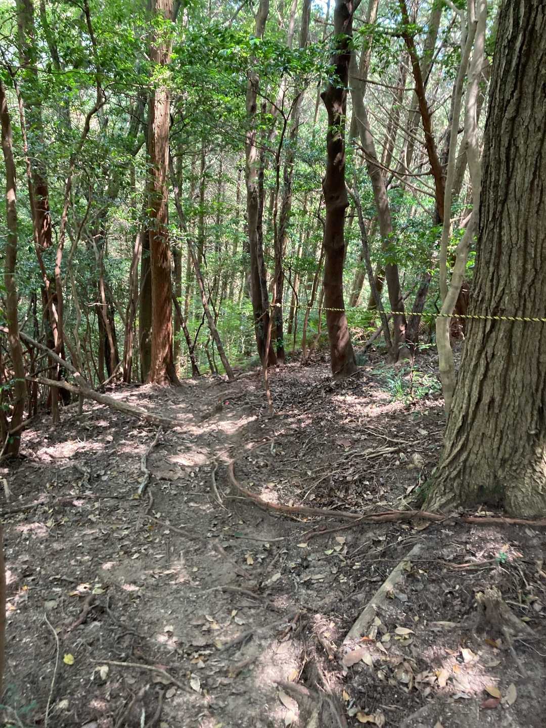 大佐野山 往復コースの写真