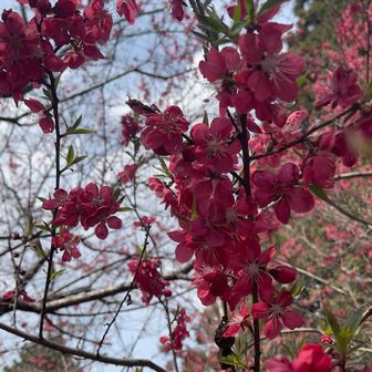 これも知らんけど