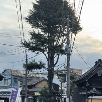 大きな杉の木🌲