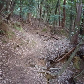 山歩きっぽい雰囲気の道です
ここから登っていくとあちこちに曲輪跡のような平場があります