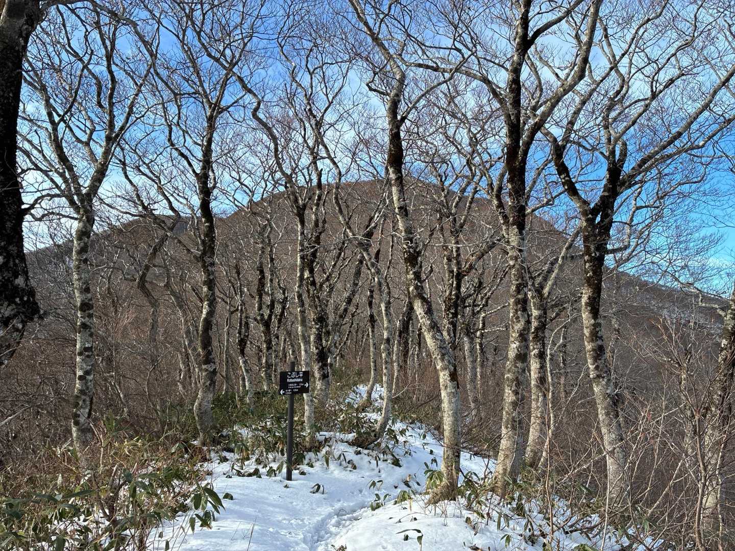 大東岳 往復コースの写真